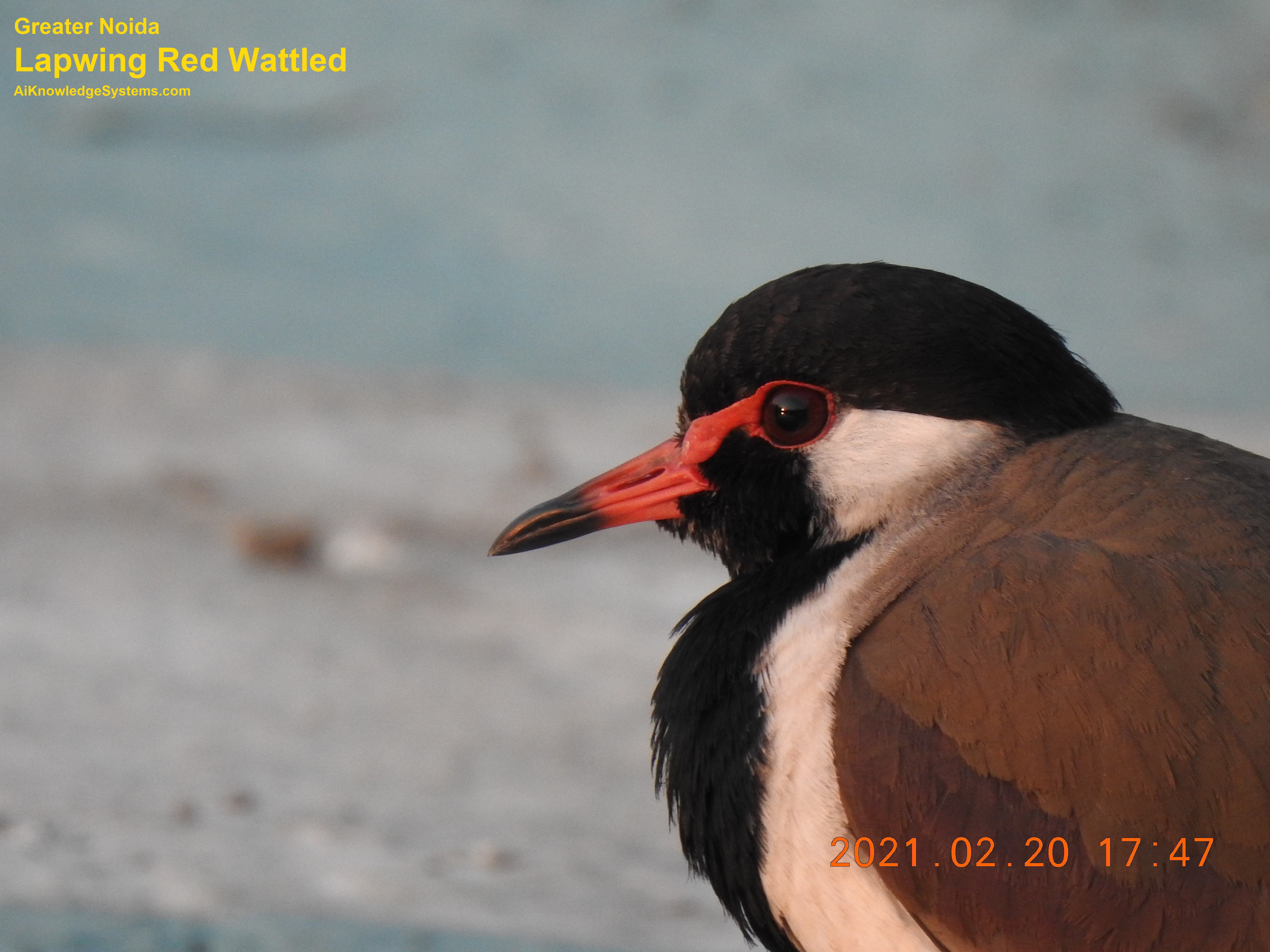 Lapwing Red Wattled (19) Coming Soon